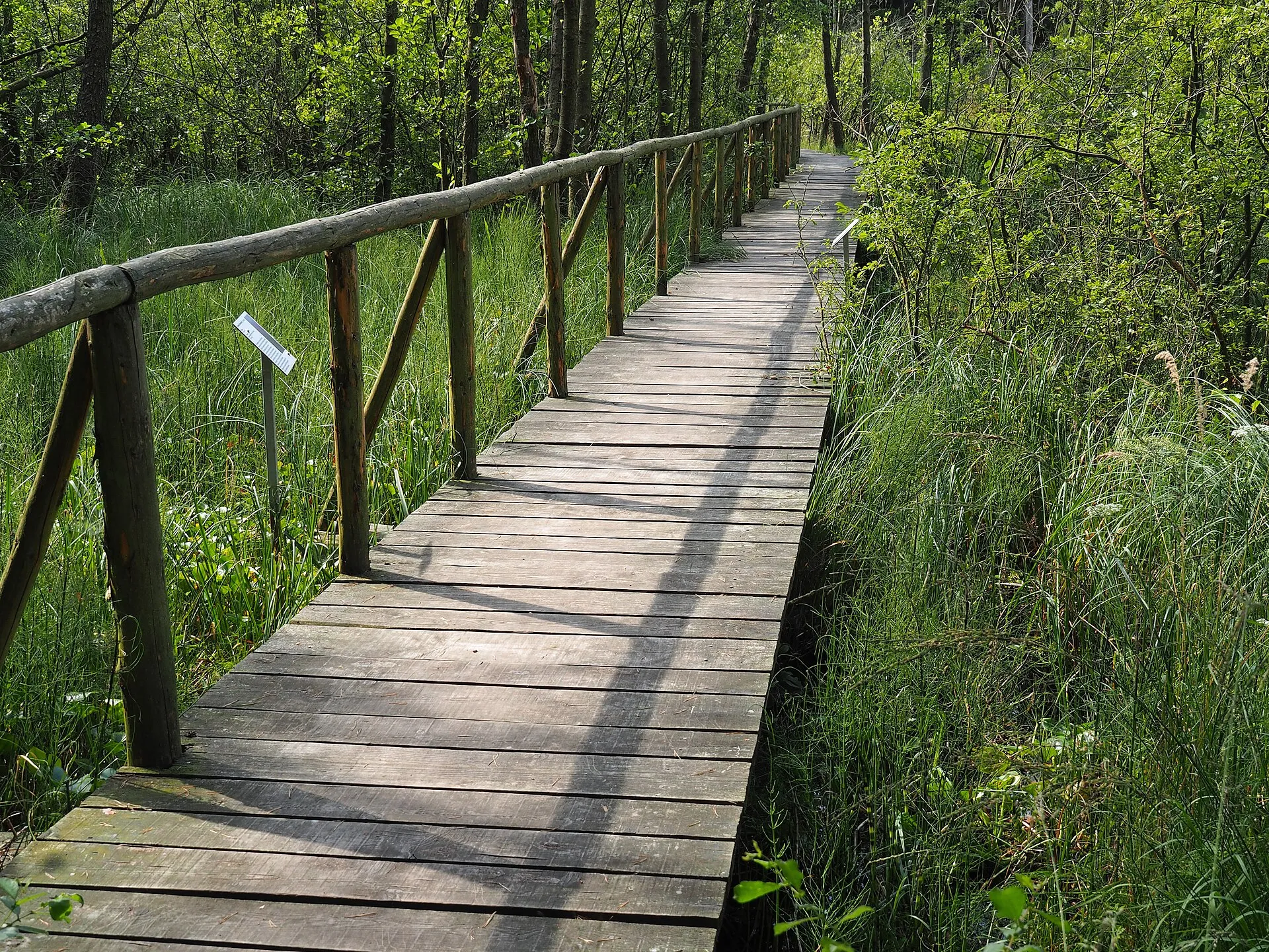 Holzsteg mit Geländer führt durch ein grünes Moor mit hohem Gras und jungen Bäumen im Müritz-Nationalpark bei Serrahn
